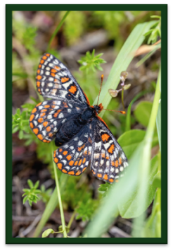 A Taylor's Checkerspot Butterfly on grass - butterfly is black, white, orange in color and has orange antennas and a black body. 